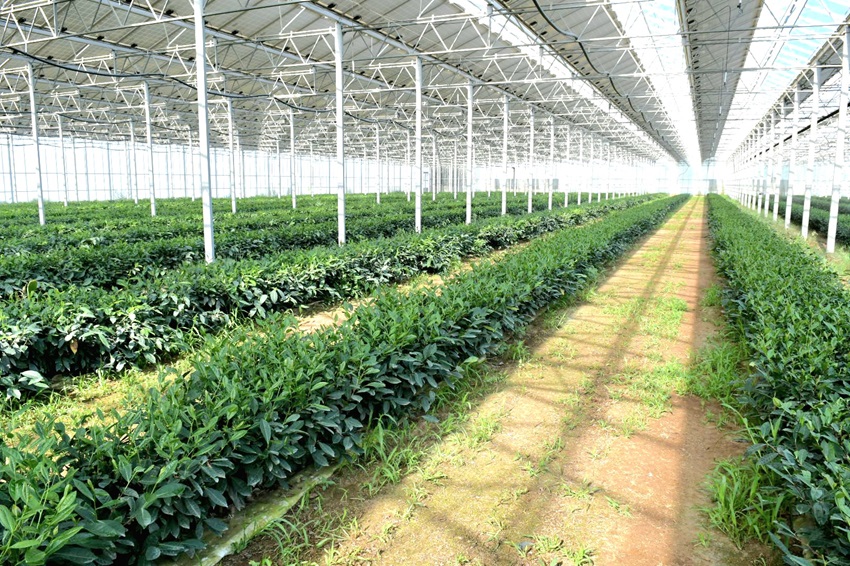 Plantation de thé dans le Roussillon